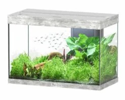 Aquatlantis Aquarium Splendid 80 Cleansys Pro Beton