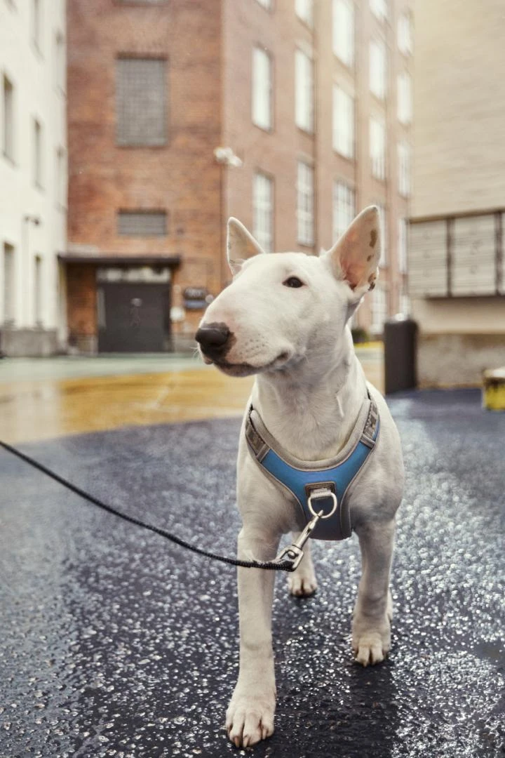 Hurtta Harnas Venture No-Pull Bilber - Image 3