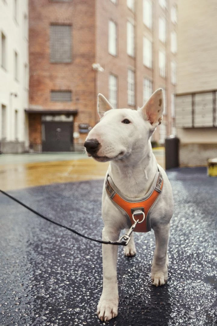 Hurtta Harnas Venture No-Pull Buckthorn - Image 3