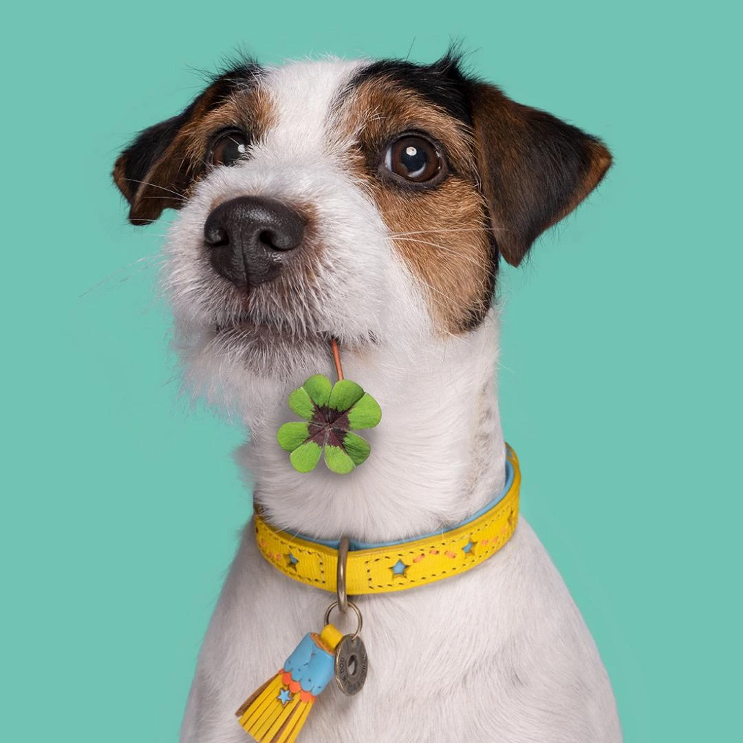 Dog With A Mission Halsband Blue Star - Image 2